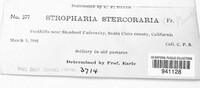 Stropharia semiglobata image